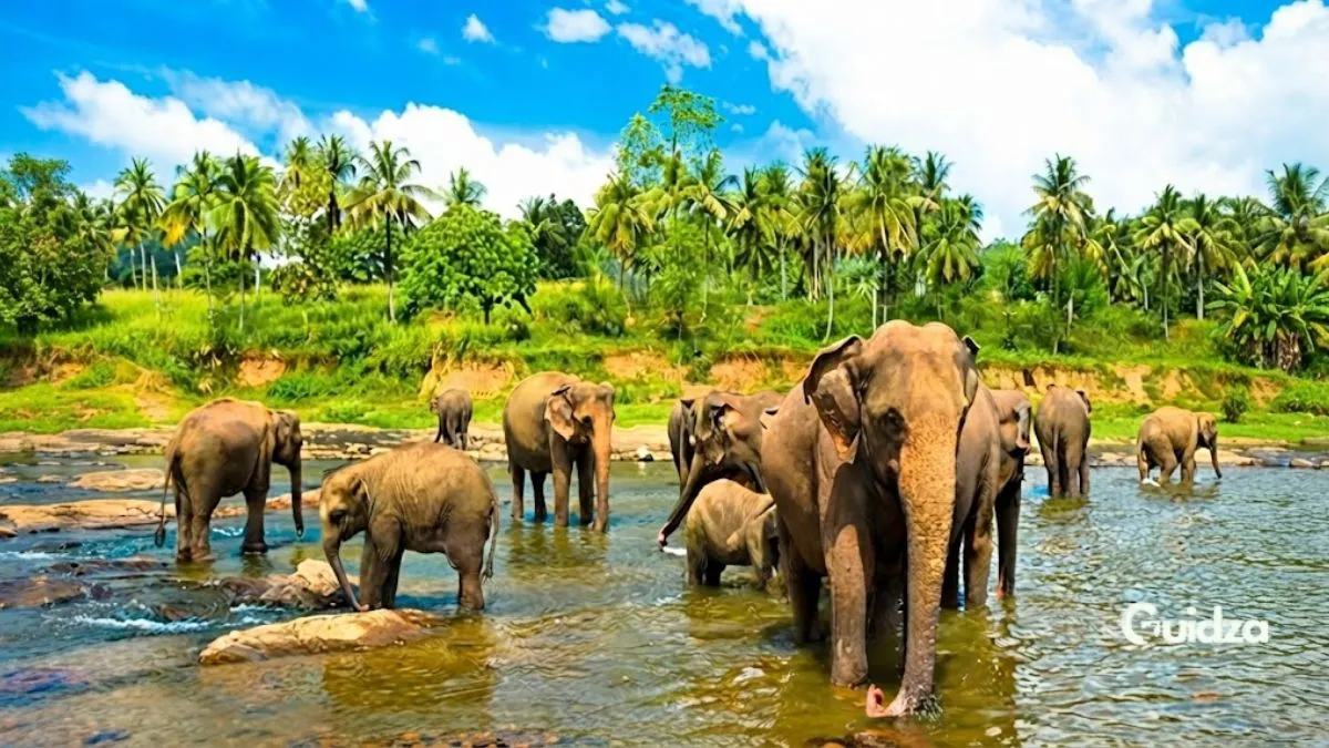 Elephant Nature Park
